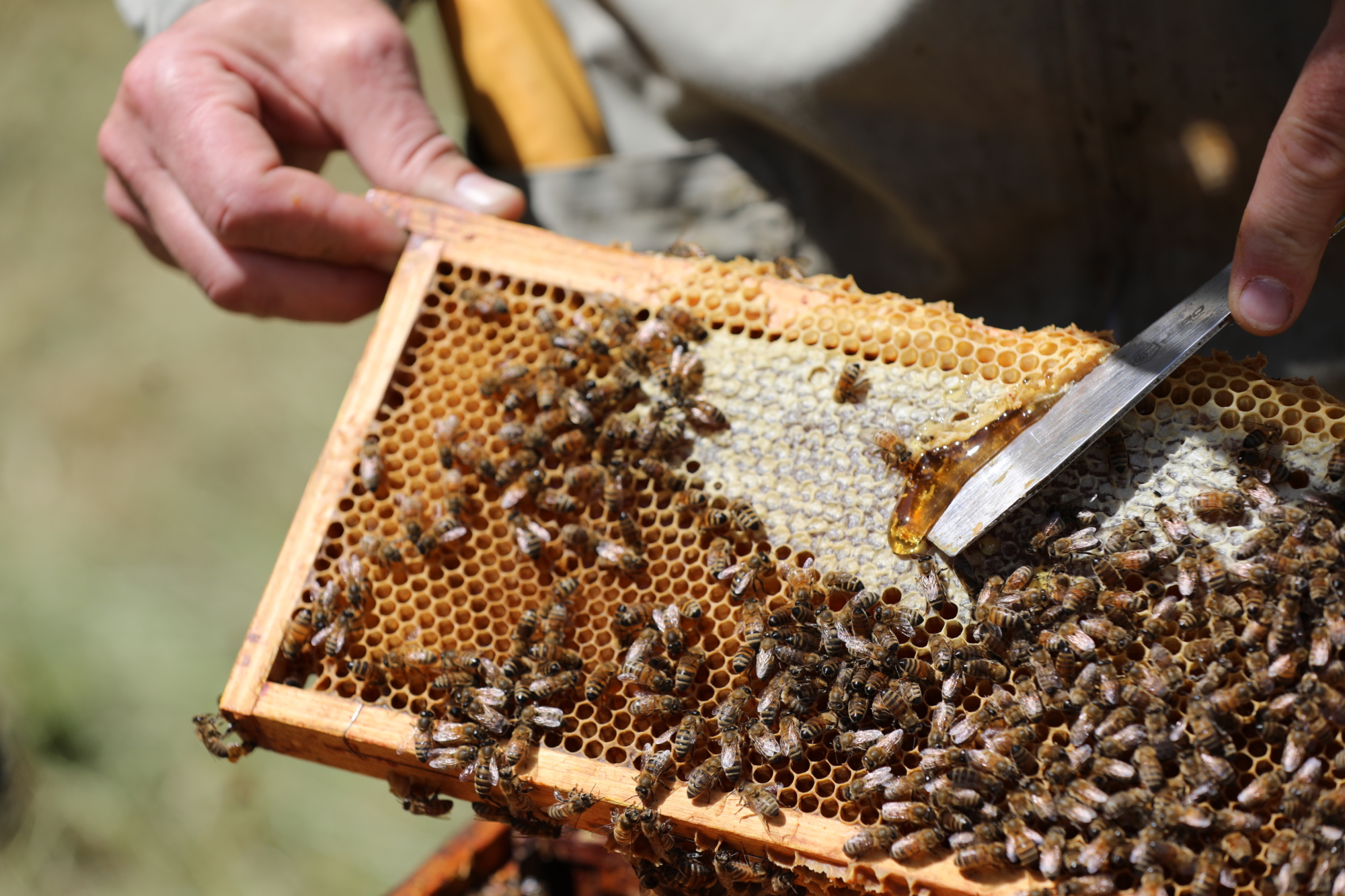 Fourneaux & Fils, apiculteur professionnel en Normandie, les miels 